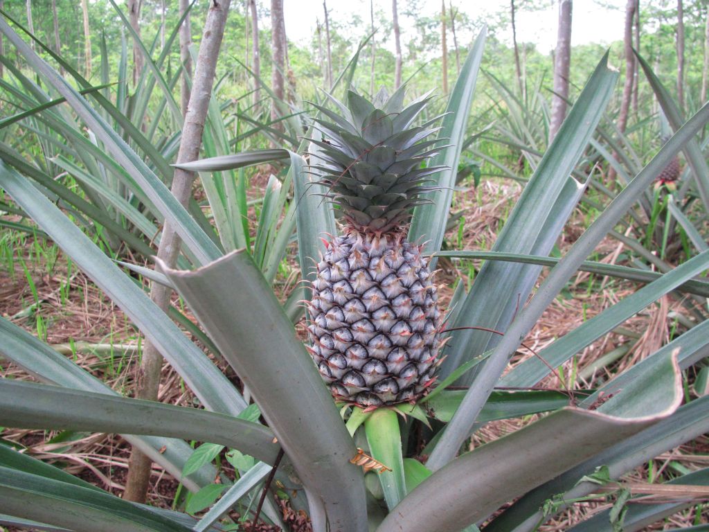 Marek Bialoglowy's Blog Do pineapples grow on trees?