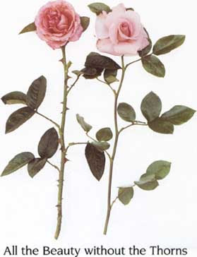 essay on no roses without thorns Yet we hope to be one without the other – a rose without a thorn we forget our agreement no rose without thorns tweet by sue frederick / make a comment. essay on no roses without thorns Yet we hope to be one without the other – a rose without a thorn we forget our agreement no rose without thorns tweet by sue frederick / make a comment.