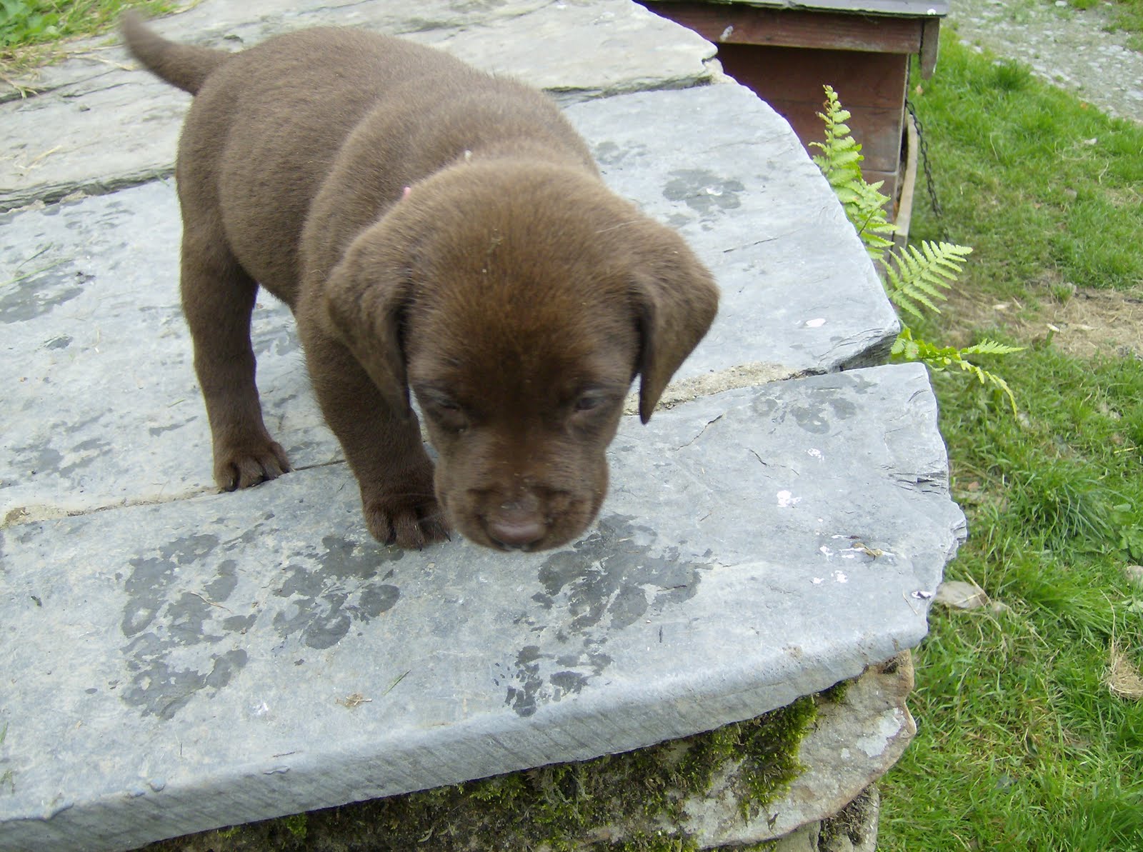 Chunky Chocolate Lab
