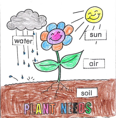 worksheet on plant needs