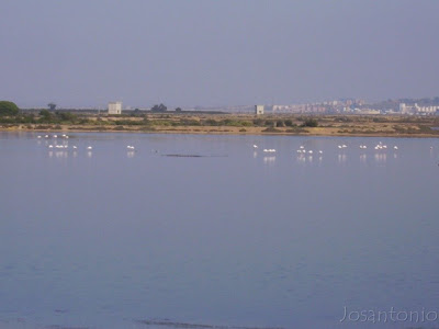 Flamencos