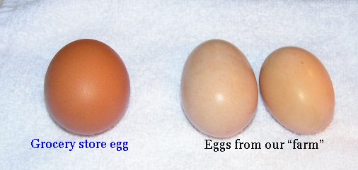 [eggcompare.jpg]
