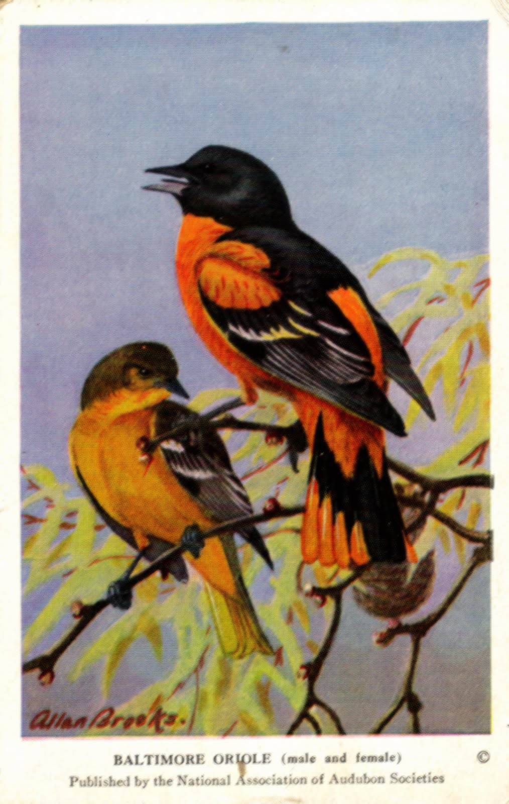 Oriole bird Tattoo Ideas Pinterest