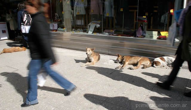 [perros+callejeros.jpg]