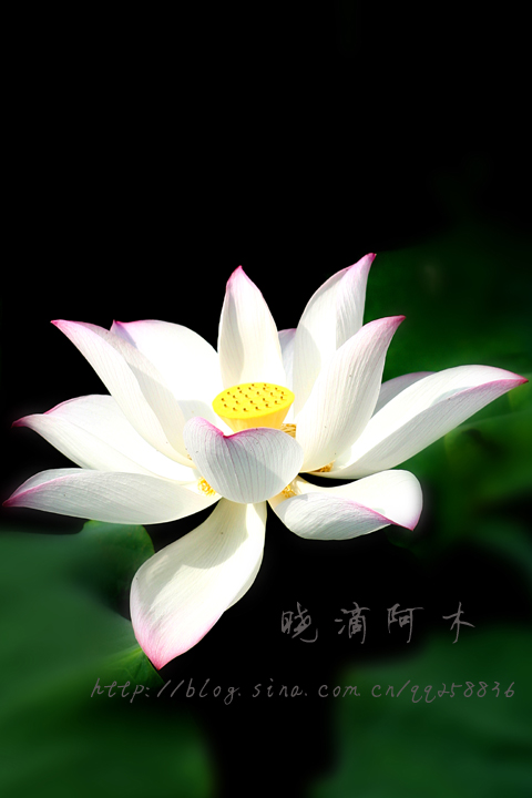 [è ·è ±5+æ ·è´ .jpg]