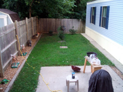 An Attractive Drought Tolerant Hedge For Southwestern Gardens