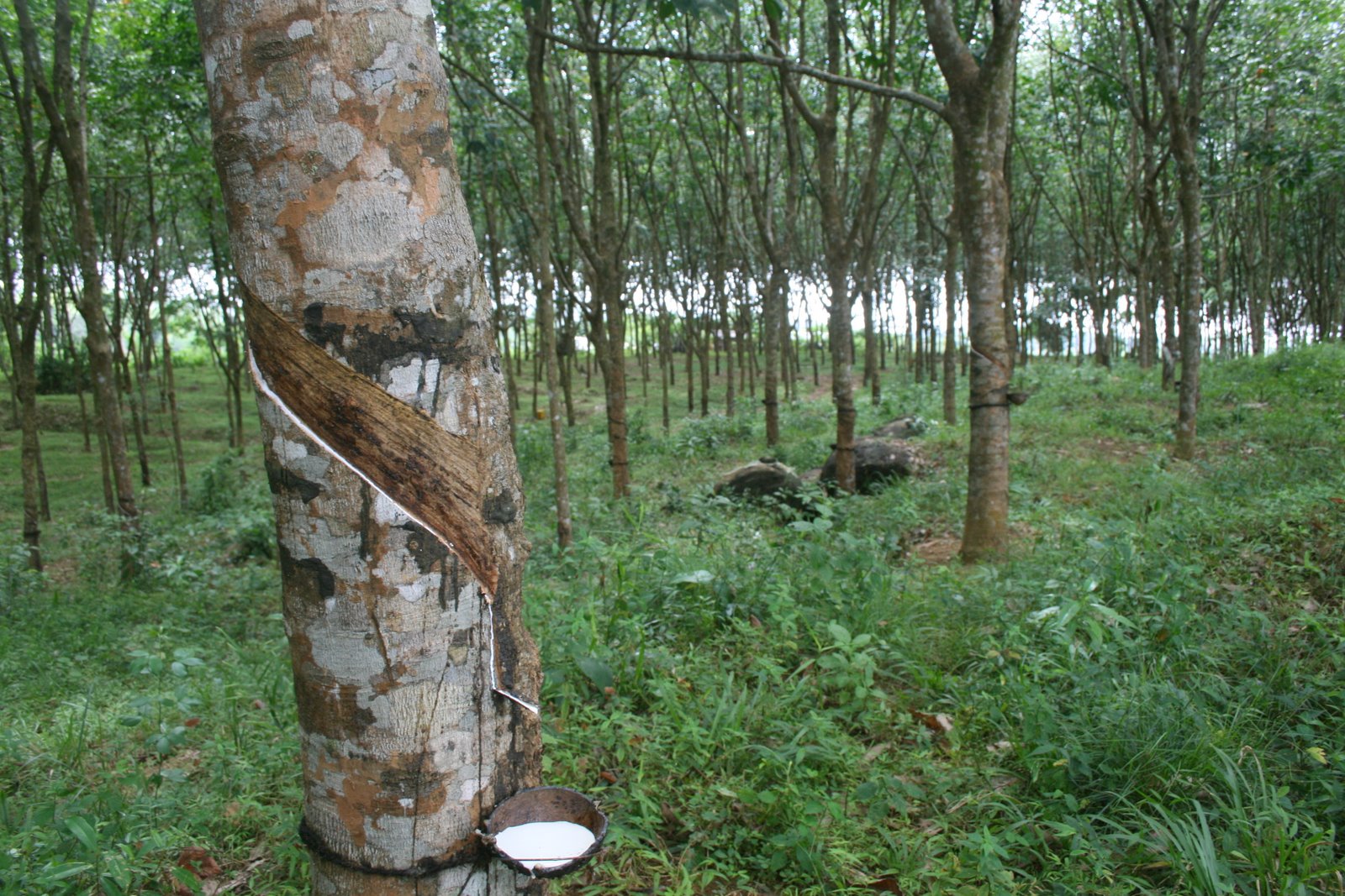 Living in Sri Lanka Rubber
