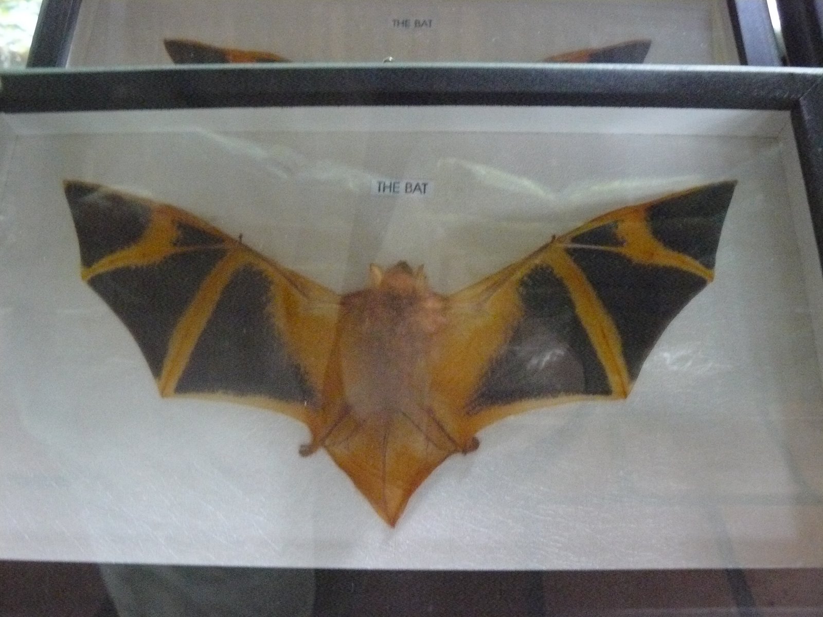 [ï½ºï½³ï¾ ï¾ 2.JPG]