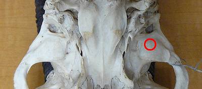 [ｶﾓｼｶ下顎窩.jpg]