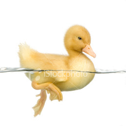 Duckling