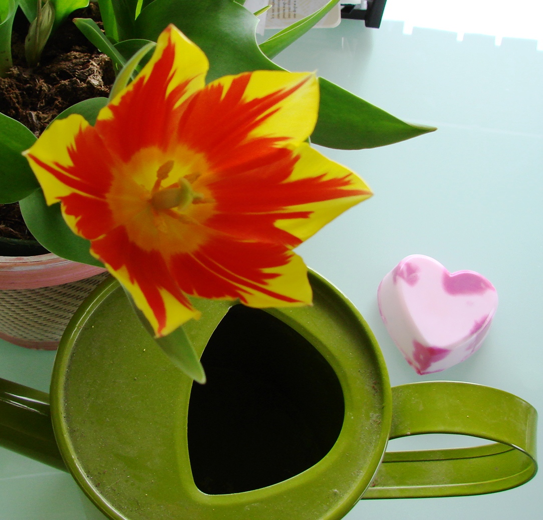 [Tulip4.JPG]