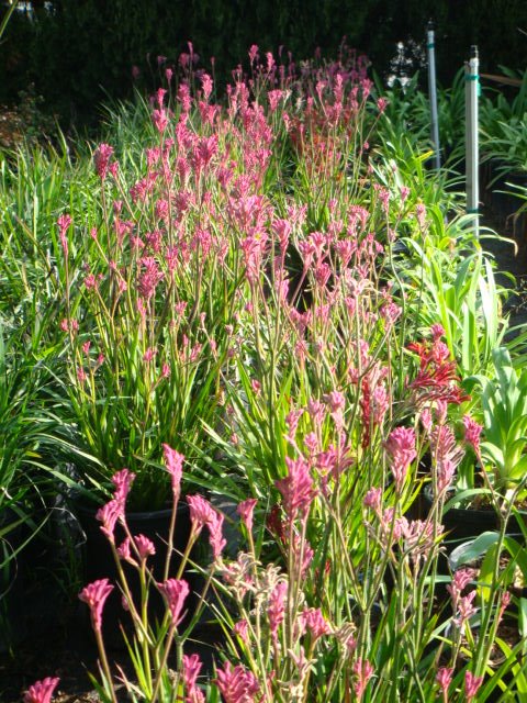 Kangaroo Paw