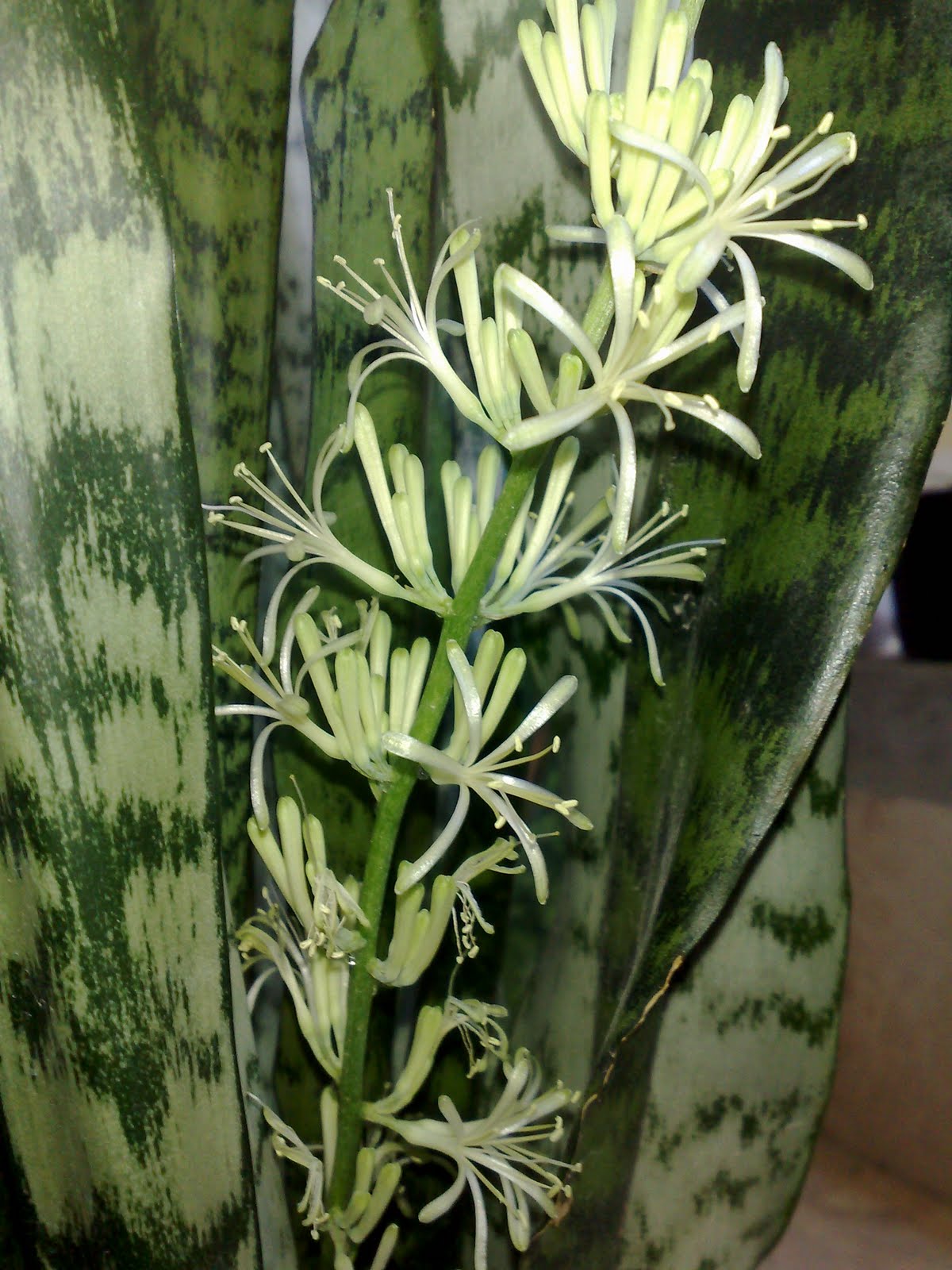 Fatih Burak Kılıç Çiçeği(Sansevieria)