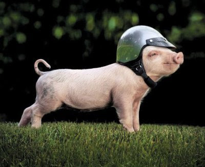 piggy_biker.JPG