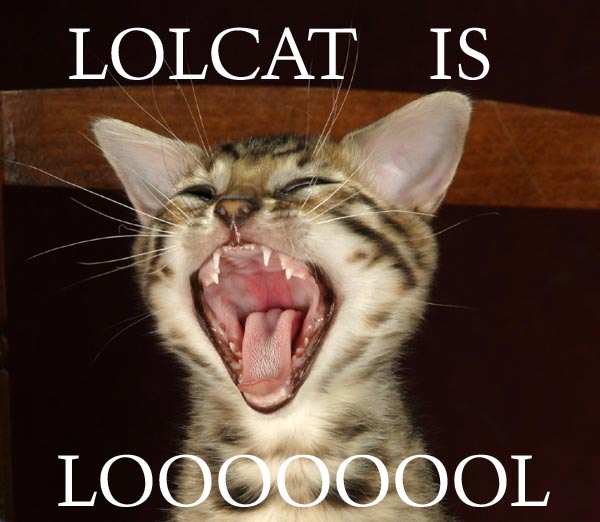 [Image: lol-cat.jpg]