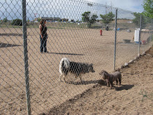 A Walk in the Dog Park