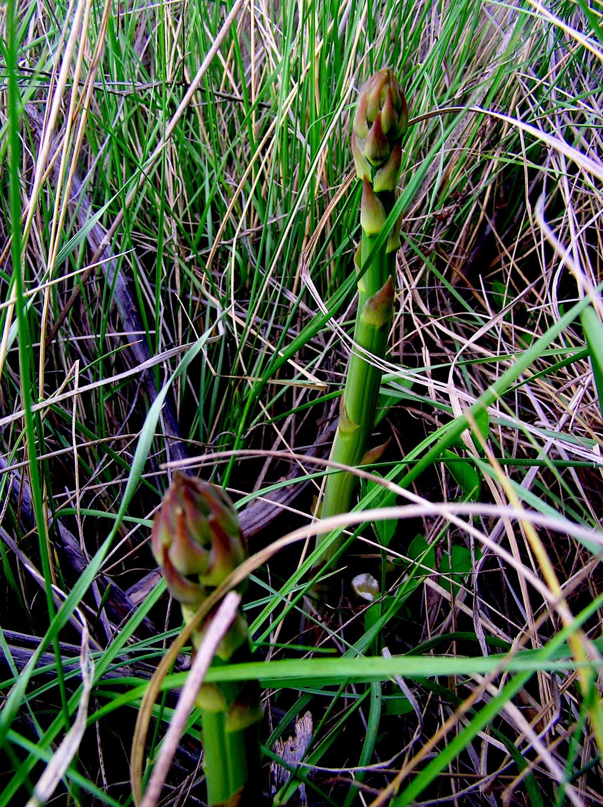 Wild About Asparagus