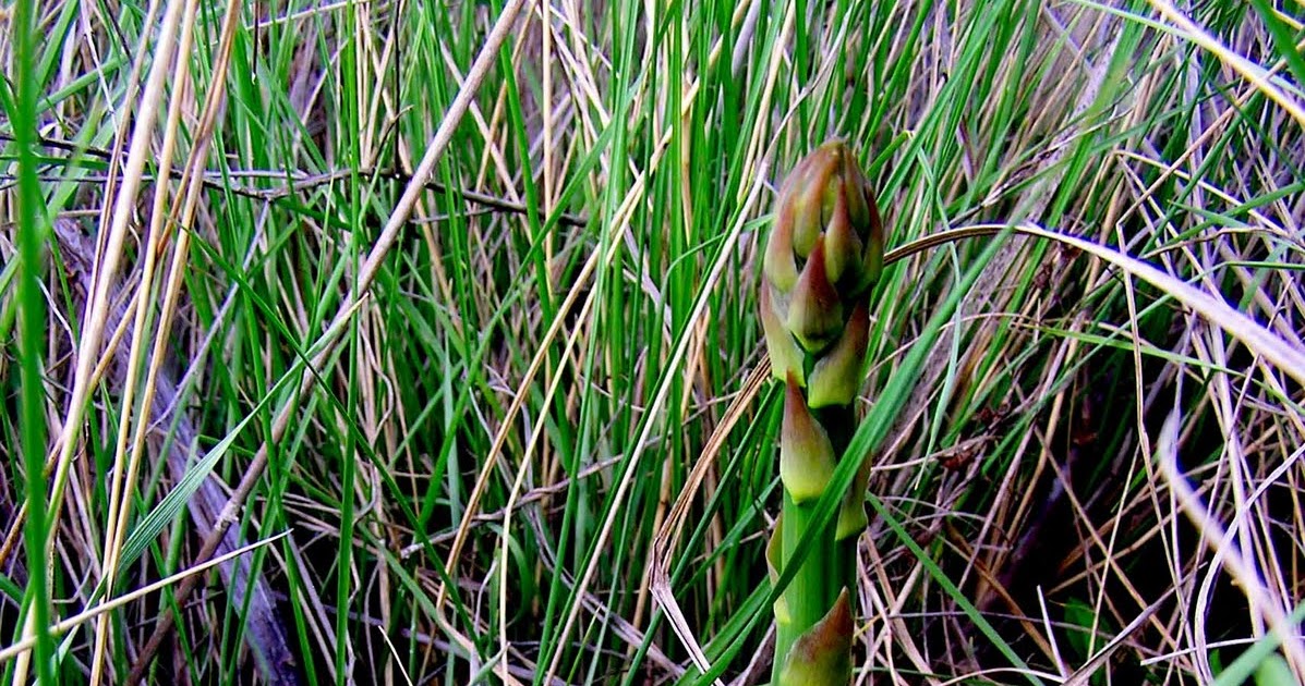 Wild About Asparagus