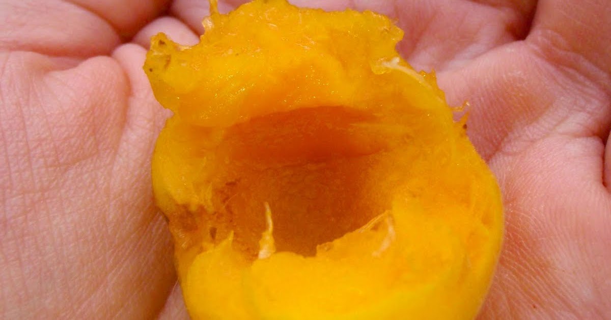 Urban Sidewalk Gleaning Apricots (Apricot Caper Jam)