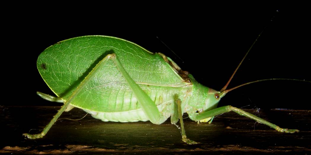[leafbug.JPG]