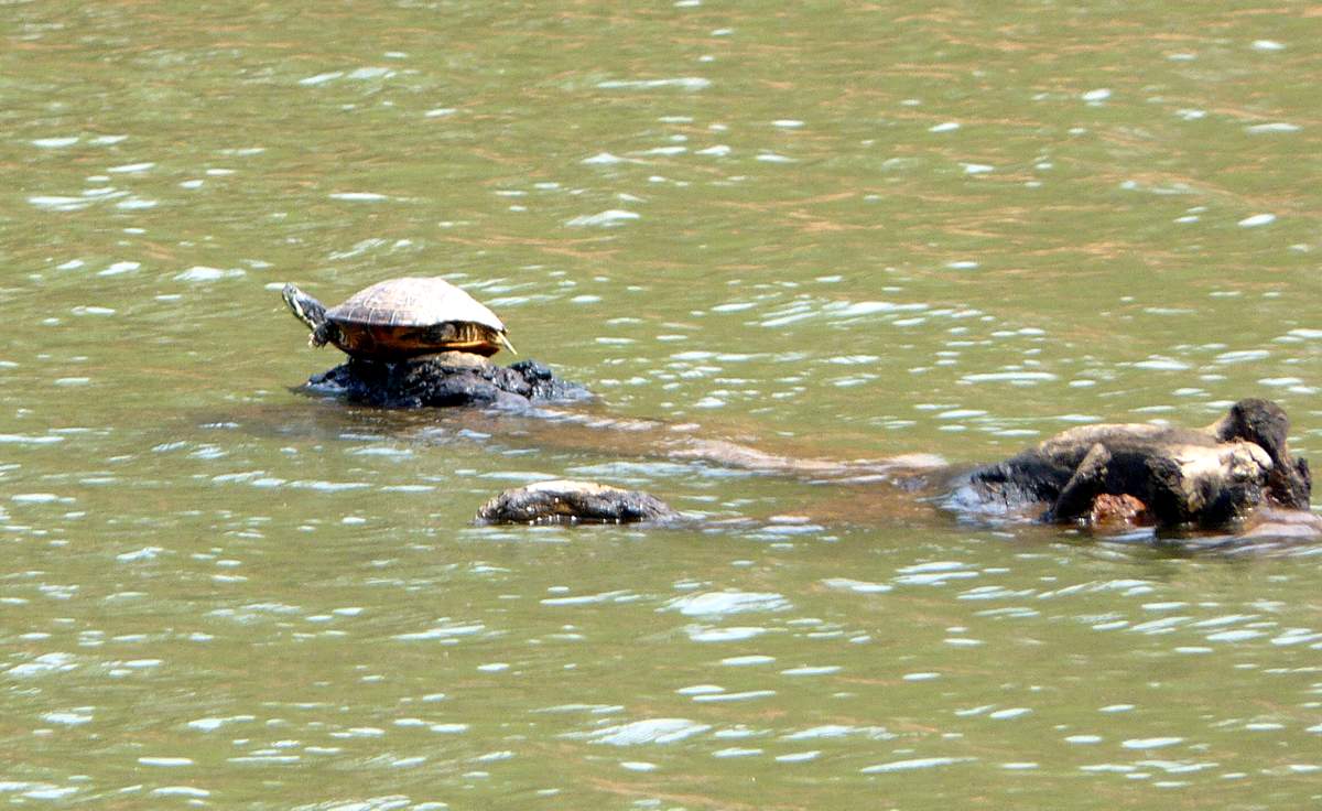 [turtle2.JPG]
