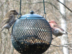 Purple Finches