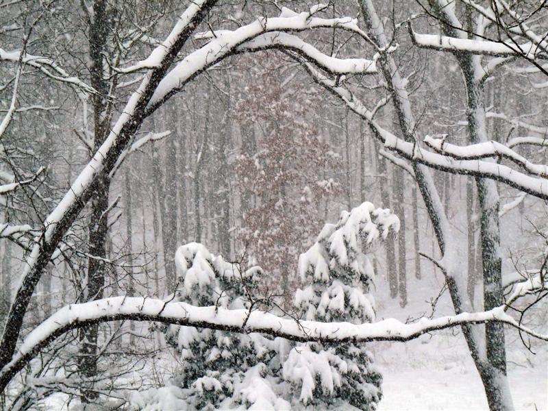 December 19, 2009 Snow Storm Virginia ButterYum