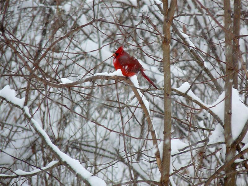 December 19, 2009 Snow Storm Virginia ButterYum