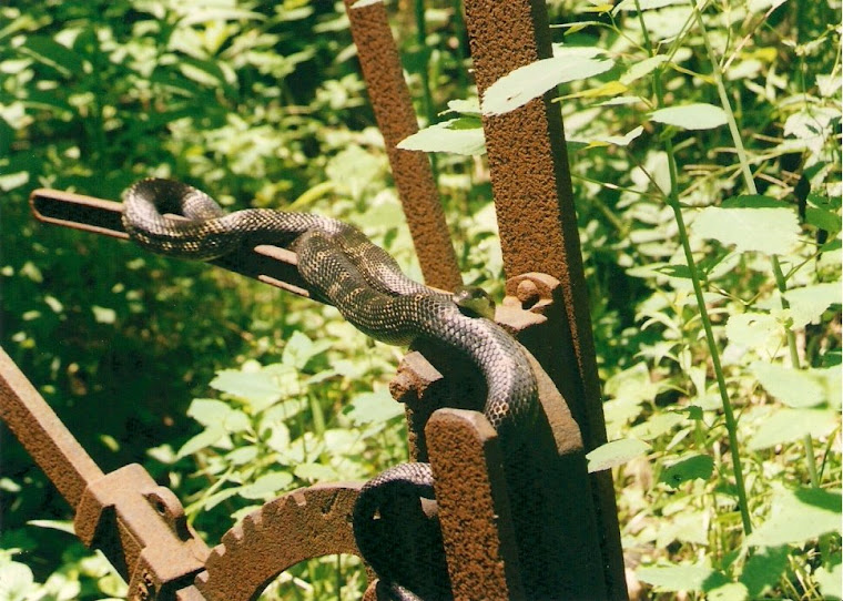 Black Snake in Ohio