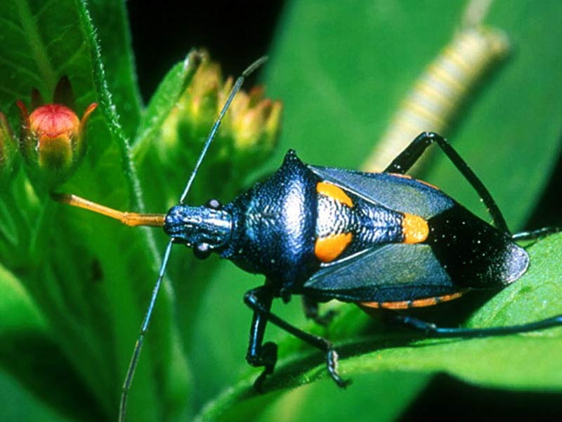 [colorful-beetle.jpg]