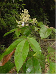 Family: Verbenaceae