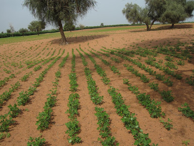 fiji crops