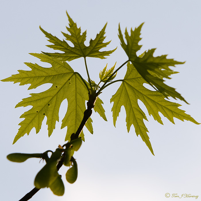 Tom J Martinez PhotoBlog April 2010