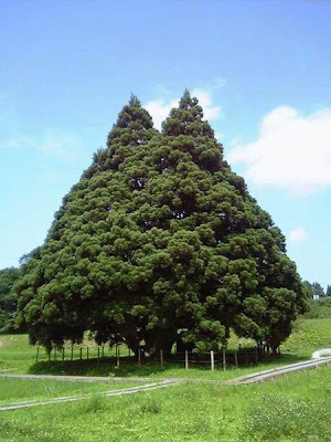 tree2 Árvores estranhas
