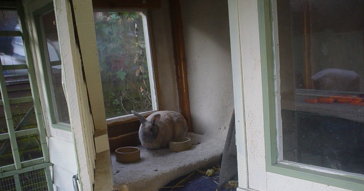 Calico Rabbit Composting with rabbits!