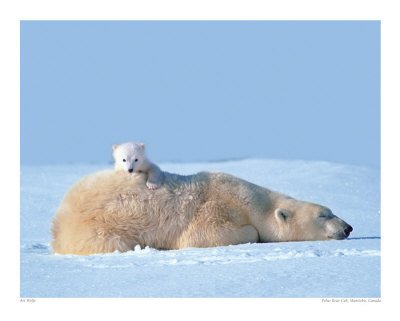 [urso.bmp]