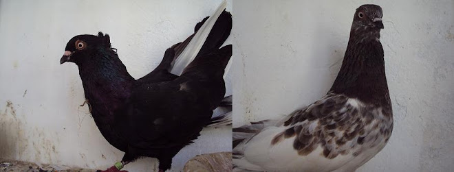 komutan 108 numara- safoş 1 ile