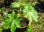 Castor Plant - 1 month old