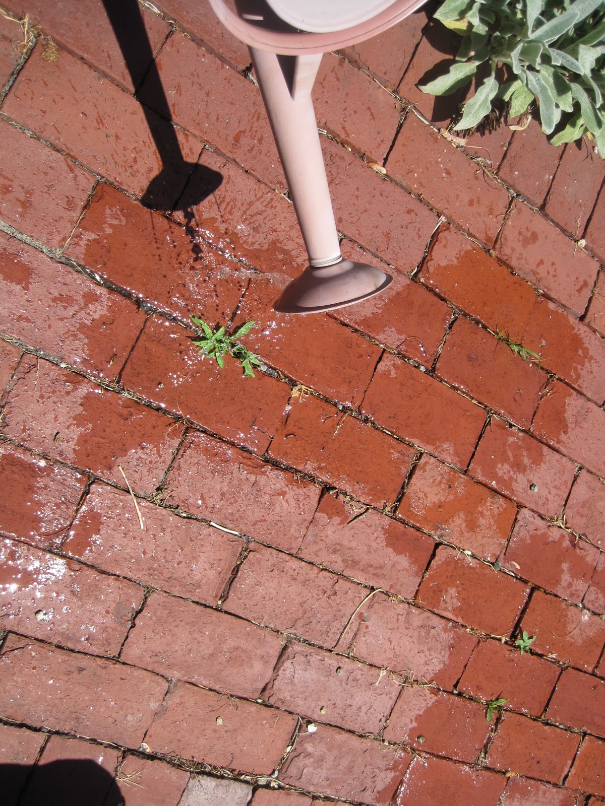 Frog Pond Gardens White Vinegar nontoxic weed killing