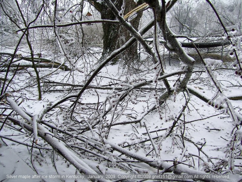 Tree Notes Weak branches are a problem with silver maples