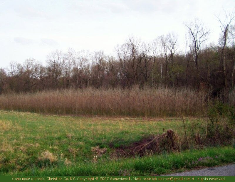 Prairie Bluestem Small Canebrakes Remain