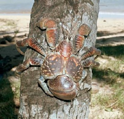 coconut_crab2.jpg