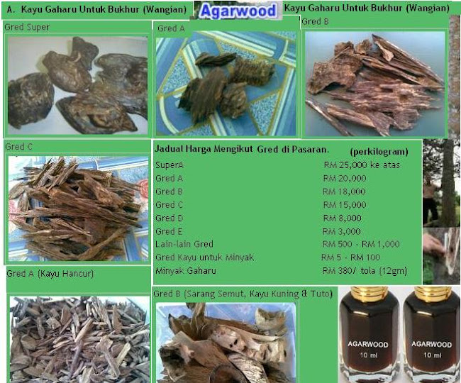 HARGA AGARWOOD GAHARU