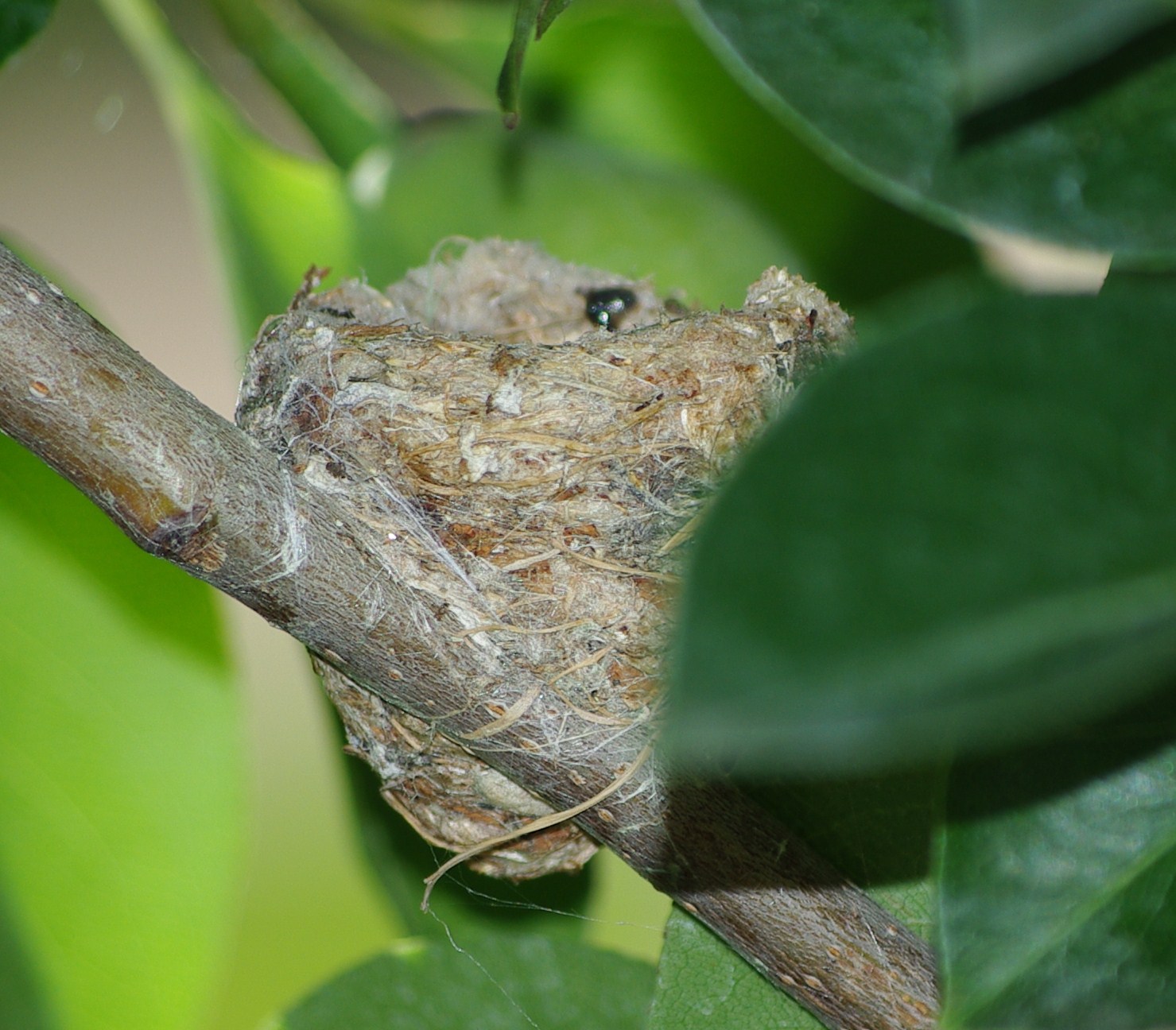 [Humming+Bird+Nest+&+gardeners-01.jpg]