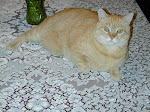 Dining room lounging