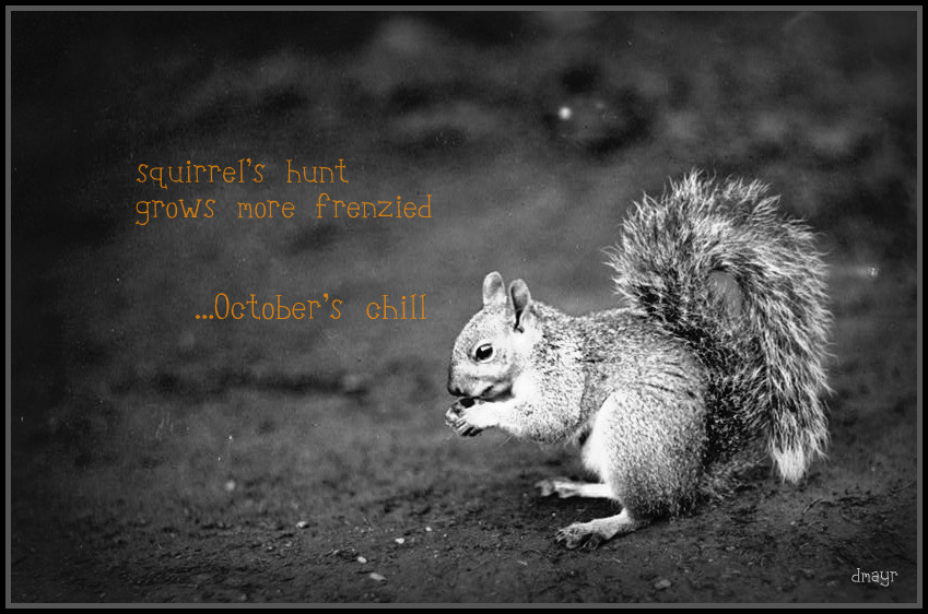 Squirrel Hunting Quotes. QuotesGram