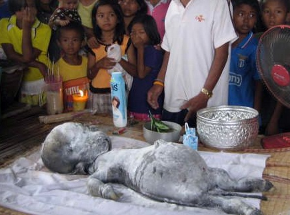 Weird Creature Panama