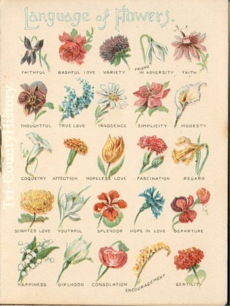 Language of Flowers