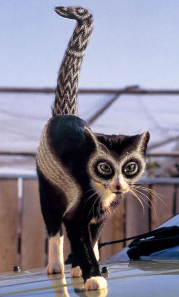[Gato.jpg]