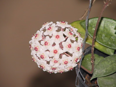 hoya_carnosa.JPG